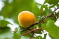 Big ripe apricot on the tree, a wonderful harvest of apricots Royalty Free Stock Photo