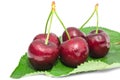 Big ripe cherry juicy sweet beries wet with water drops fruits Royalty Free Stock Photo