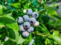 Big, ripe cultivated blueberries or highbush blueberries growing on branches of blueberry bush surrounded with green leaves in