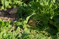 big ripe fodder beet in soil on field before harvesting Royalty Free Stock Photo