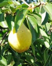 Big ripe fruit on the branch of pear Royalty Free Stock Photo