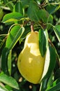 Big ripe fruit on the branch of pear Royalty Free Stock Photo