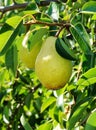 Big ripe fruit on the branch of pear Royalty Free Stock Photo