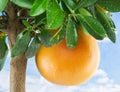 Big ripe grapefruit on the tree.