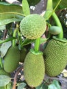 Close up View of Big ripe jackfruits Royalty Free Stock Photo