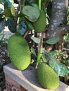 View of Big ripe jackfruits