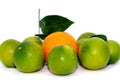 Big ripe orange between little green oranges. Leadership concept.