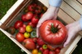 Big ripe organic beef tomato in hands Royalty Free Stock Photo