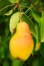 Big ripe pear on the tree Royalty Free Stock Photo