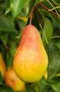 Big ripe pear on the tree Royalty Free Stock Photo