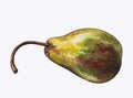 Big ripe pear on white background. Royalty Free Stock Photo
