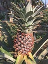 Big ripe pineapple grows on pineapple plant Royalty Free Stock Photo