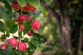 Big ripe pink apples on branch of the aple trees, Almaty aport