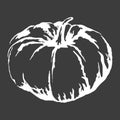 Big Ripe Pumpkin Isolated White Outline Sketch