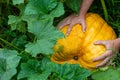 Big ripe pumpkin in men hands among green leaves, top view close-up. Royalty Free Stock Photo