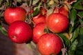 Big ripe red braeburn apples hanging on tree in fruit orchard ready to harvest Royalty Free Stock Photo