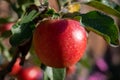 Big ripe red braeburn apples hanging on tree in fruit orchard ready to harvest Royalty Free Stock Photo