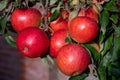 Big ripe red braeburn apples hanging on tree in fruit orchard ready to harvest Royalty Free Stock Photo