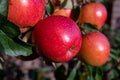 Big ripe red braeburn apples hanging on tree in fruit orchard ready to harvest Royalty Free Stock Photo