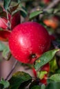 Big ripe red braeburn apples hanging on tree in fruit orchard ready to harvest Royalty Free Stock Photo