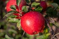 Big ripe red braeburn apples hanging on tree in fruit orchard ready to harvest Royalty Free Stock Photo