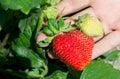 Big ripe strawberry on the hand Royalty Free Stock Photo