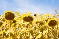 Big ripe sunflower disk heads heavy bend in clear blue summer sky, peaceful sunny midday