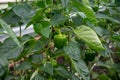 Big ripe sweet bell peppers, green paprika, growing in glass greenhouse, bio farming in the Netherlands Royalty Free Stock Photo