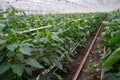 Big ripe sweet bell peppers, green paprika, growing in glass greenhouse, bio farming in the Netherlands Royalty Free Stock Photo