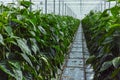 Big ripe sweet green bell peppers, paprika, growing in glass greenhouse, bio farming in the Netherlands Royalty Free Stock Photo