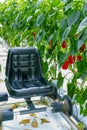 Big ripe sweet green bell peppers, paprika, growing in glass greenhouse, bio farming in the Netherlands Royalty Free Stock Photo