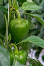 Big ripe sweet green bell peppers, paprika, growing in glass greenhouse, bio farming in the Netherlands Royalty Free Stock Photo