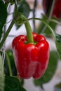 Big ripe sweet red bell peppers, paprika, growing in glass green Royalty Free Stock Photo