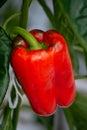 Big ripe sweet red bell peppers, paprika, growing in glass green Royalty Free Stock Photo