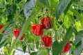 Big ripe sweet red bell peppers, paprika, growing in glass green Royalty Free Stock Photo