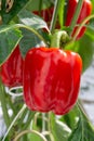 Big ripe sweet red bell peppers, paprika, growing in glass green Royalty Free Stock Photo