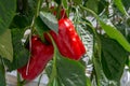 Big ripe sweet red bell peppers, paprika, growing in glass green Royalty Free Stock Photo