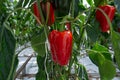 Big ripe sweet red bell peppers, paprika, growing in glass green Royalty Free Stock Photo