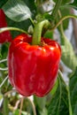 Big ripe sweet red bell peppers, paprika, growing in glass green Royalty Free Stock Photo