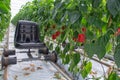 Big ripe sweet red bell peppers, paprika, growing in glass green Royalty Free Stock Photo