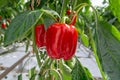 Big ripe sweet red bell peppers, paprika, growing in glass green Royalty Free Stock Photo