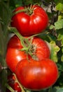 Big ripe tomato Royalty Free Stock Photo