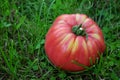 Big ripe tomato in the grass Royalty Free Stock Photo