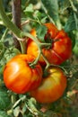 Big ripe tomatoes Royalty Free Stock Photo