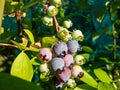 Ripe and unripe cultivated blueberries or highbush blueberries growing on branches of blueberry bush