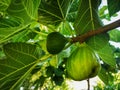 Big ripe wormy and small green figs fruits hanging on branch. Fig tree with green yellow leaves and fruits in sunny Royalty Free Stock Photo