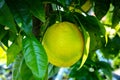 Big ripening orange citrus fruit on orange tree in orchard Royalty Free Stock Photo