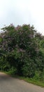 A big road shade tree colored with purple