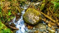 Big rock in a creek in the temperate rain forest of Rolley Lake Provincial Park