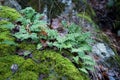 Big rock with moss, lichens, and ferns